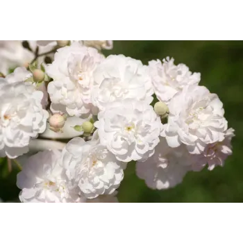 White Rose 